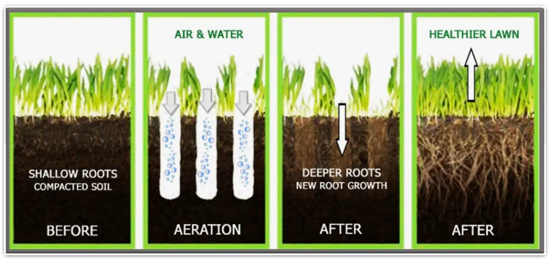 Diagram: shallow roots in compacted soil, aeration holes letting in air and water, then deeper roots and a healthier lawn