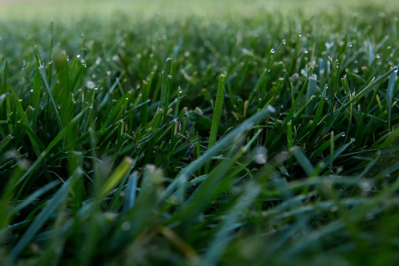 Close-up of thick, green grass blades