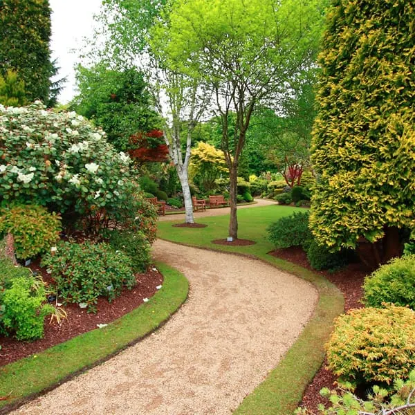 A garden path between rounded green shrubs