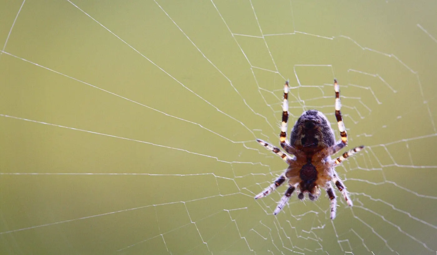 A garden spider in its web