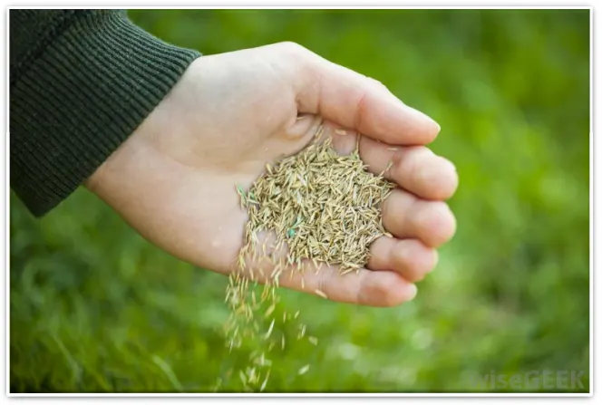 A handful of grass seed held over a lawn
