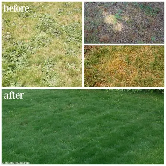 A thin, patchy stretch of lawn beside a thick, overseeded stand of grass