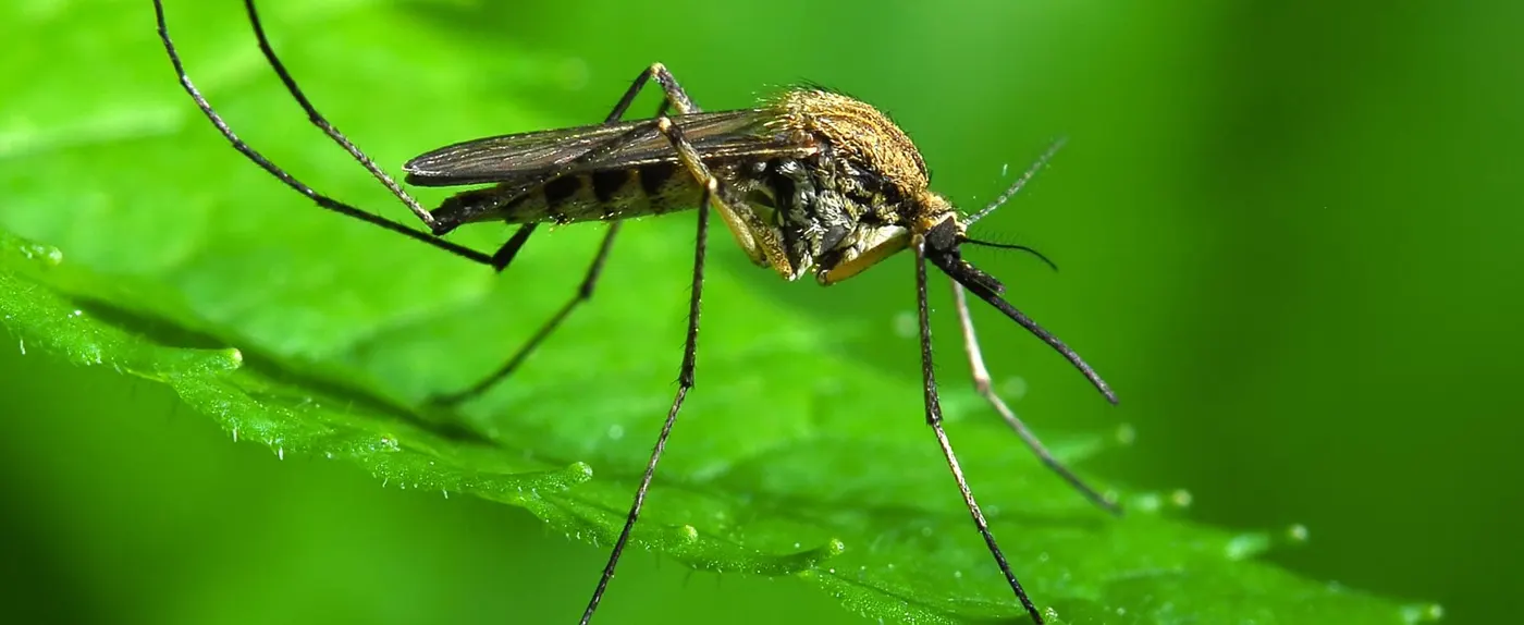 A mosquito resting on a green leaf
