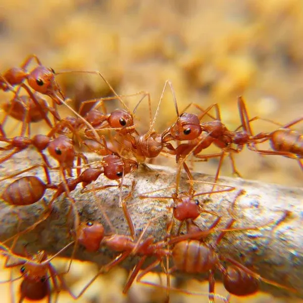 Red ants crawling along a branch